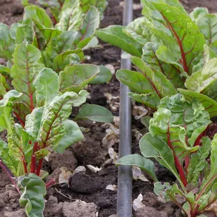 Rhubarb variety swiss chard
