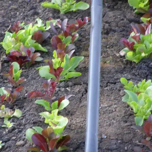 mixed baby lettuces