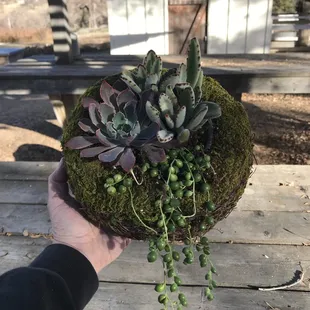Succulents for sale