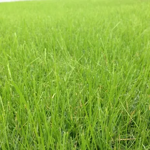 a close up of a lawn