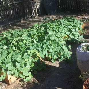 The melons went crazy with Tank's Green Stuff organic compost!