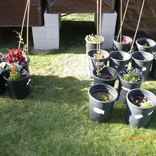 Tank's Green Stuff test grow. Tank's on the left and no competition on the right.