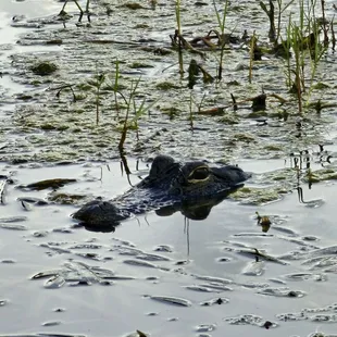 Watching each other... will it be gator bites or human bites?!