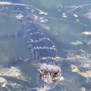 Baby Gator next to our table