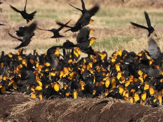 Saguaro National Park