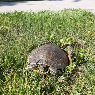 Turtle wandering the park. Canal is behind us