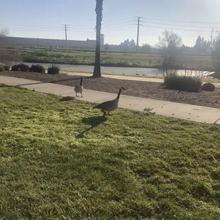 Birds and ducks everywhere