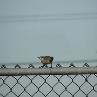 Mockingbird pre-launch