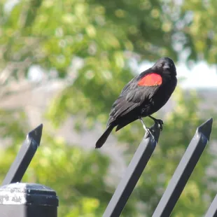 red winged blackbird