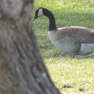 Canadian goose.....he was in deep thought