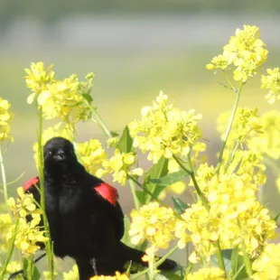 Red winged black bird. ..what you looking at O-o