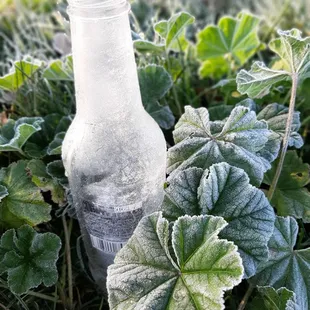 Baby it's cold out this morning. 34° frosty everything here in the park.