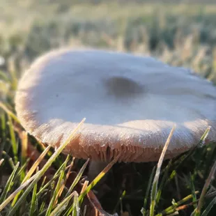 January 2021 shroom-sicle