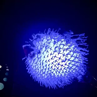 Love these puffer fish lamps above the bar.
