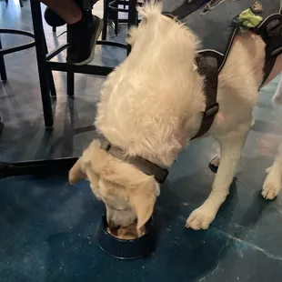 Ramsey enjoying doggie beer!