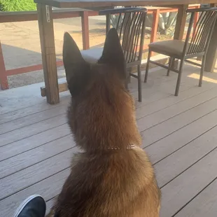 My dog and I waiting on the outdoor covered patio for our food!