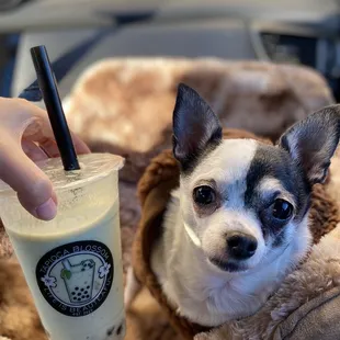 My Avacado &amp; Puppy