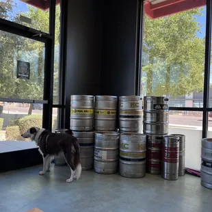 a dog standing in front of a stack of kegs