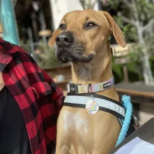 Dog friendly patio!