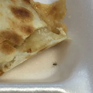 picture of my quesadillas inside of the to-go box with the spider sitting next to them.