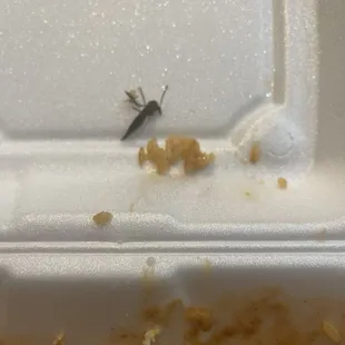 The biggest most visible bug I've ever seen in restaurant food.