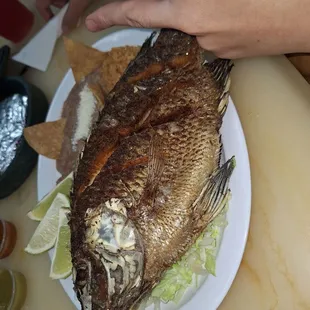 Fish plate