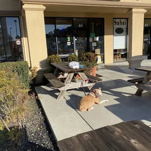 Rosie enjoying the sun in the outside area