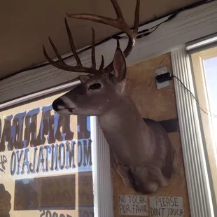 Saw this deer on the wall and it was cool 2 take a pic of it!