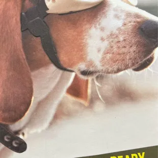 a dog wearing goggles