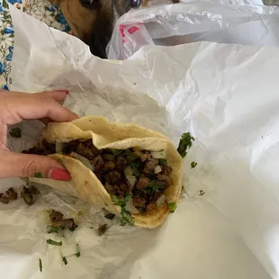 Carne asada taco - my dog wanted some too