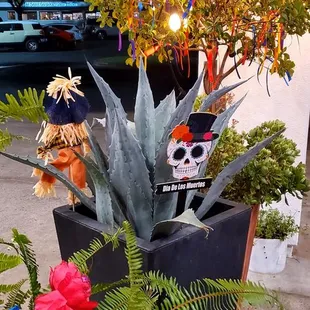 More El Maguey decorations for Dia de Los Muertos (Day of the dead) on the patio, outside.