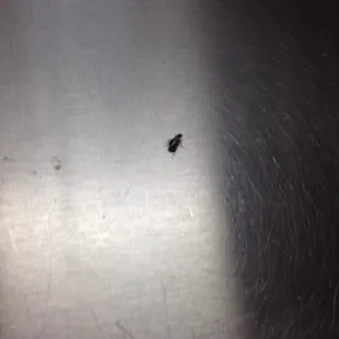 Roach on the salsa bar..how appetizing..NOT!