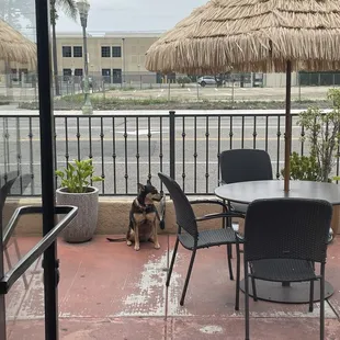 a dog sitting on a patio