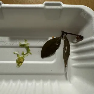 a single leaf on a tray