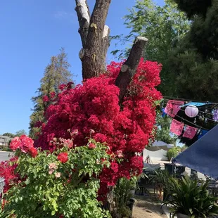 Outdoor seating with this crazy plant