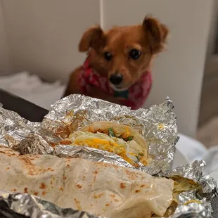 Top-Bottom: Chicken Taco, $2.50, tax included. Barbacoa Burrito, $6, tax included. Please note that cute dog does not come with food