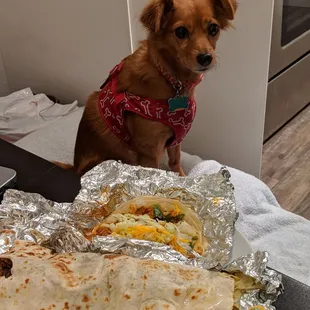 Top-Bottom: Chicken Taco, $2.50, tax included. Barbacoa Burrito, $6, tax included. Please note that cute dog does not come with food
