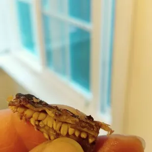 Can some one tell me what is this???? I find it on my barbacoa!!!!!