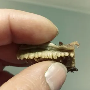 Got lips and teeths on my barbacoa this place is the worse n nasty Mexican restaurant