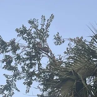 Szzicccclzx rx huh mmrrrn hmm kn