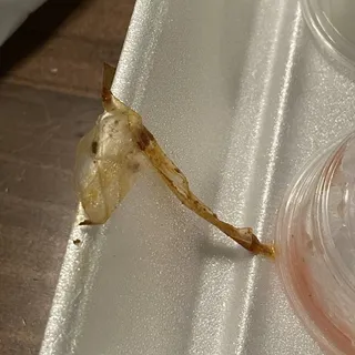 Super Quesadilla