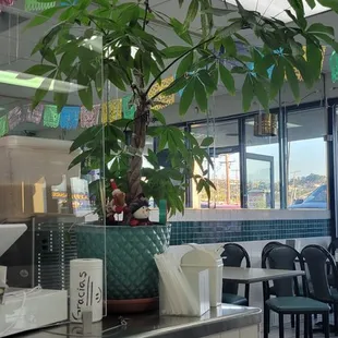 Healthy money plant