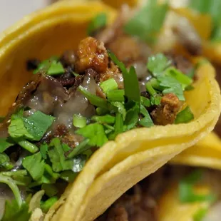 Cilantro