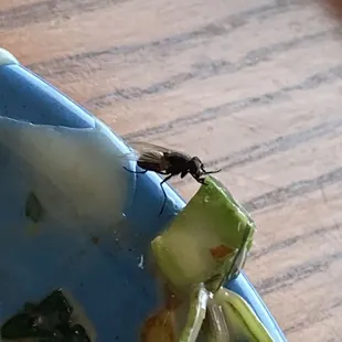 Persistent fly that finally got a bite after we finished
