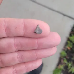 Large stone I crunched in my burrito.