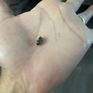 What I came home to find inside my taco.