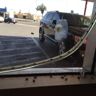 The flies love Los Altos too. Watch for flying bullets also.