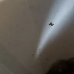 Closer view of the dead bugs