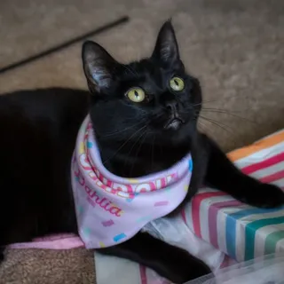 Amy S.
