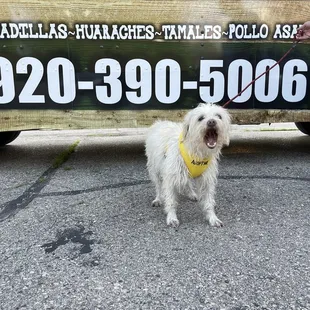 a dog wearing a bandana